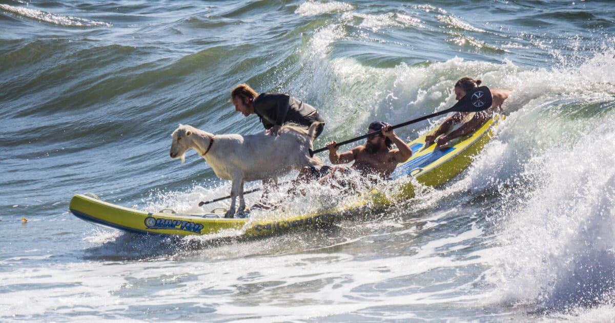 Goat and guides riding a surfboard through big waves