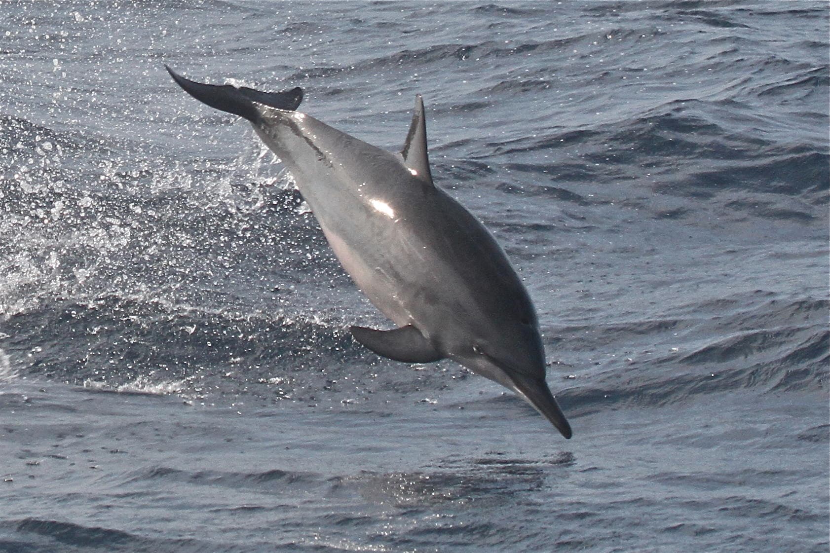 Wild dolphin breaching in offshore ocean during boat excursion
