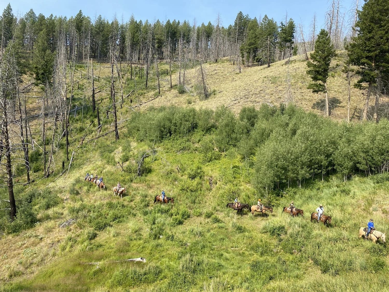 2-Hour Trail Ride in the Trinity Alps: Scenic Horseback Adventure from Trinity Center