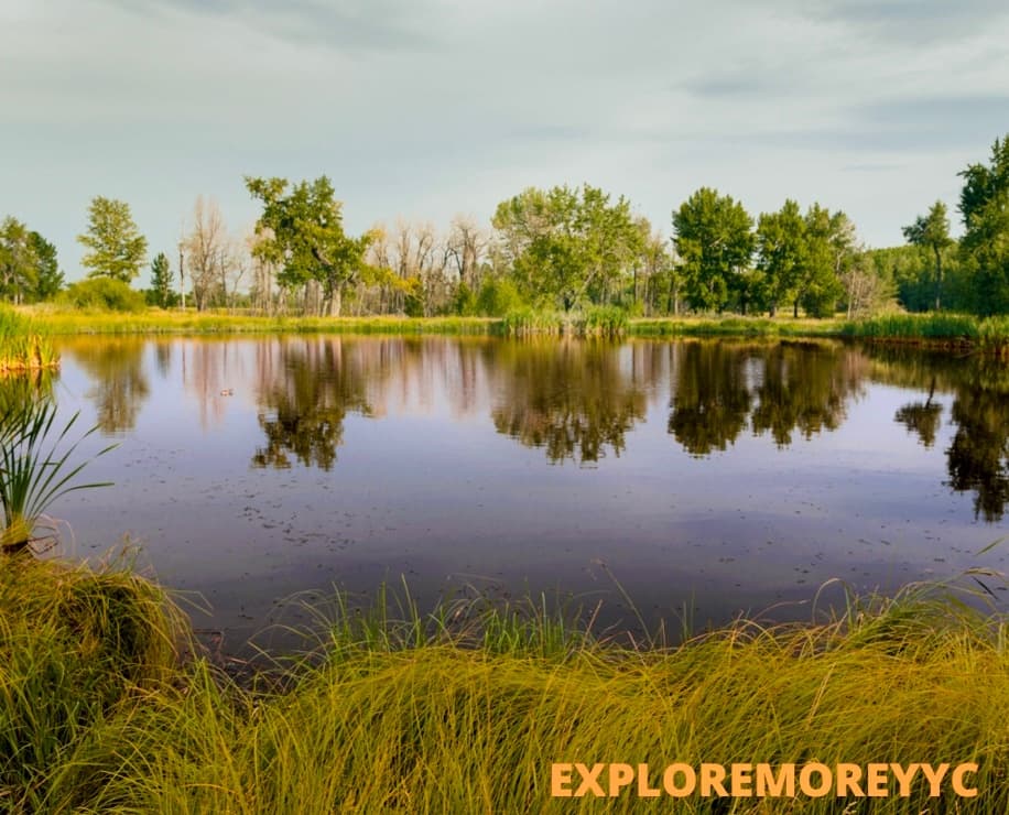 Tranquil pond and marsh grasses reflecting trees, peaceful nature