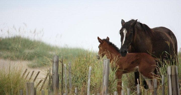 Explore Corolla's Wild Horses on an Open-Air Safari Truck Adventure