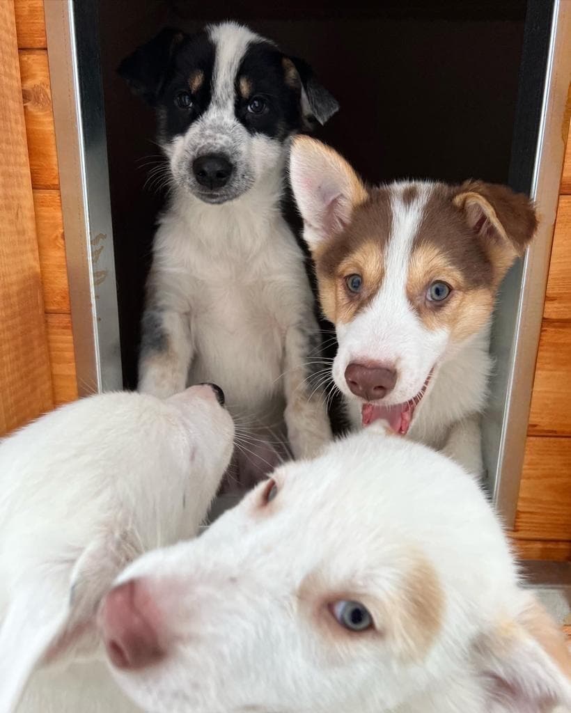 Group of playful puppies crowded at a wooden doorway indoors