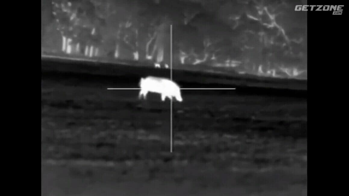 Thermal Trophy Boar Hunt with Bienvenue Outdoors in Florida
