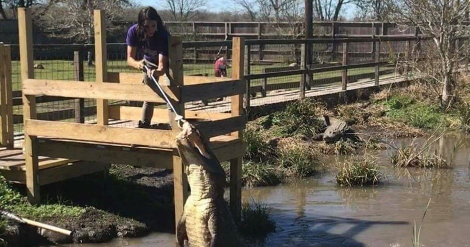 Guide hauling large crocodile to boardwalk during interactive tour