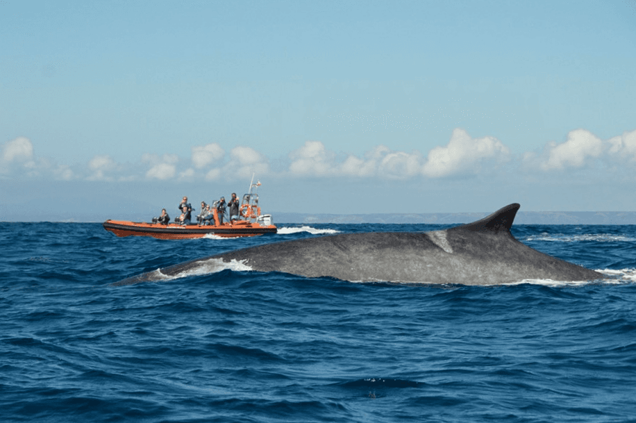 Boat Charters Adventure at Sagres: Ocean Safari in Portugal