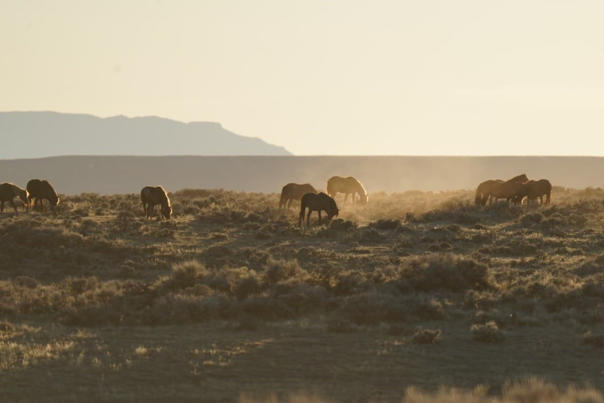 Half-Day Wild Mustang Tours from Cody, WY: Scenic Wild Horse Safari