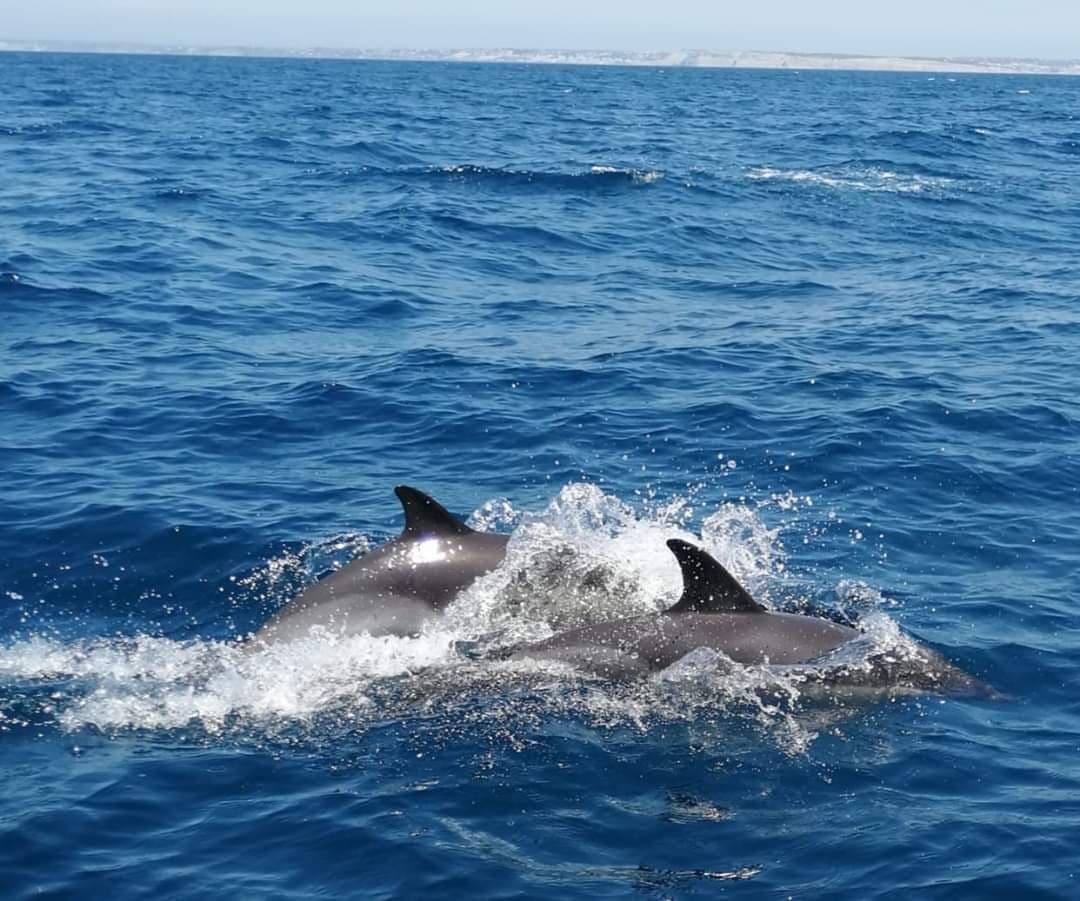 Dolphin Watching in Lagos with Grotto Tours