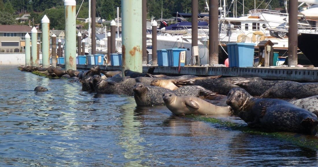 Wildlife Kayak Tour Adventure in Poulsbo, Washington