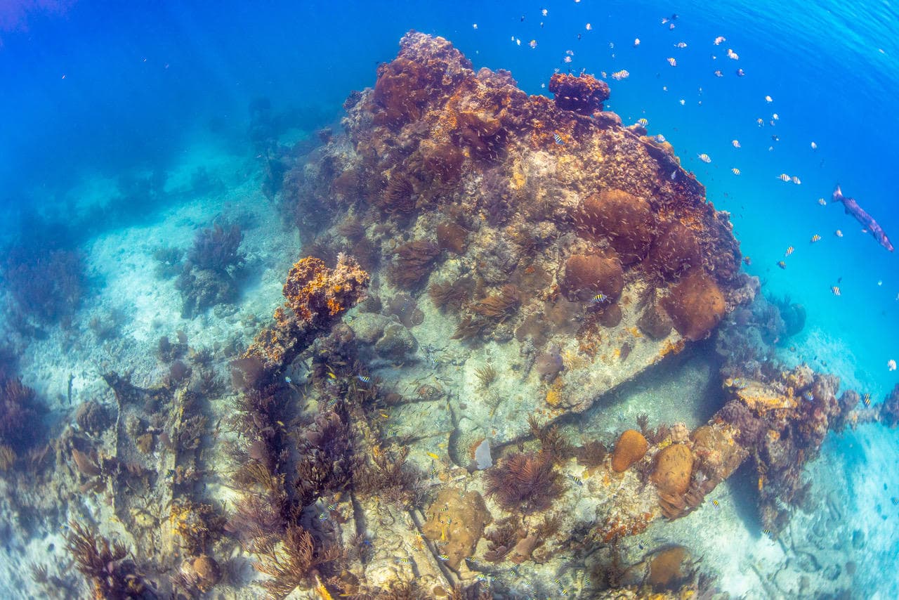 Key West 2 Tank Reef Dive by Finz Dive Charters