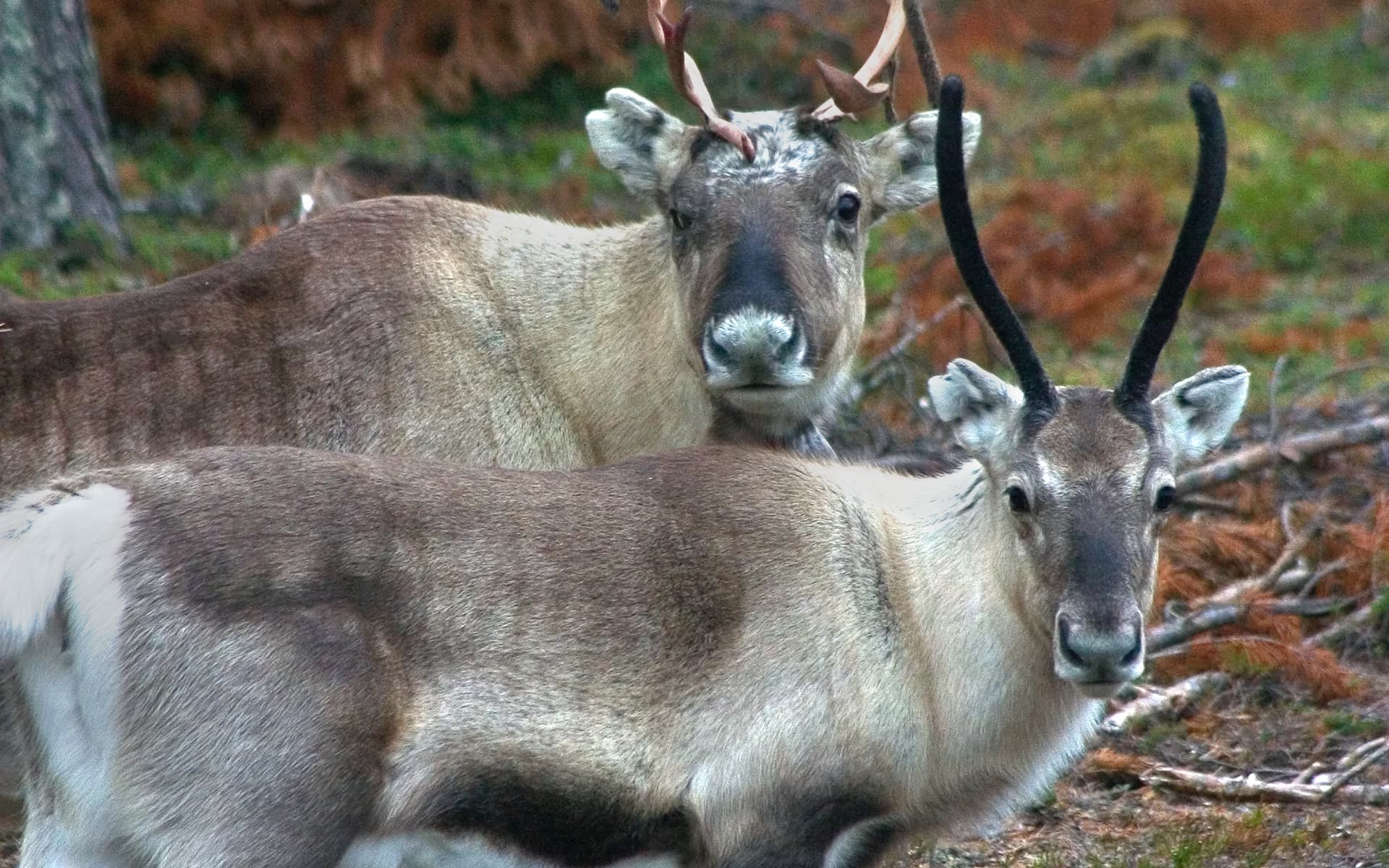Wildlife & Cultural Journey with Salonki Travels in Lapland