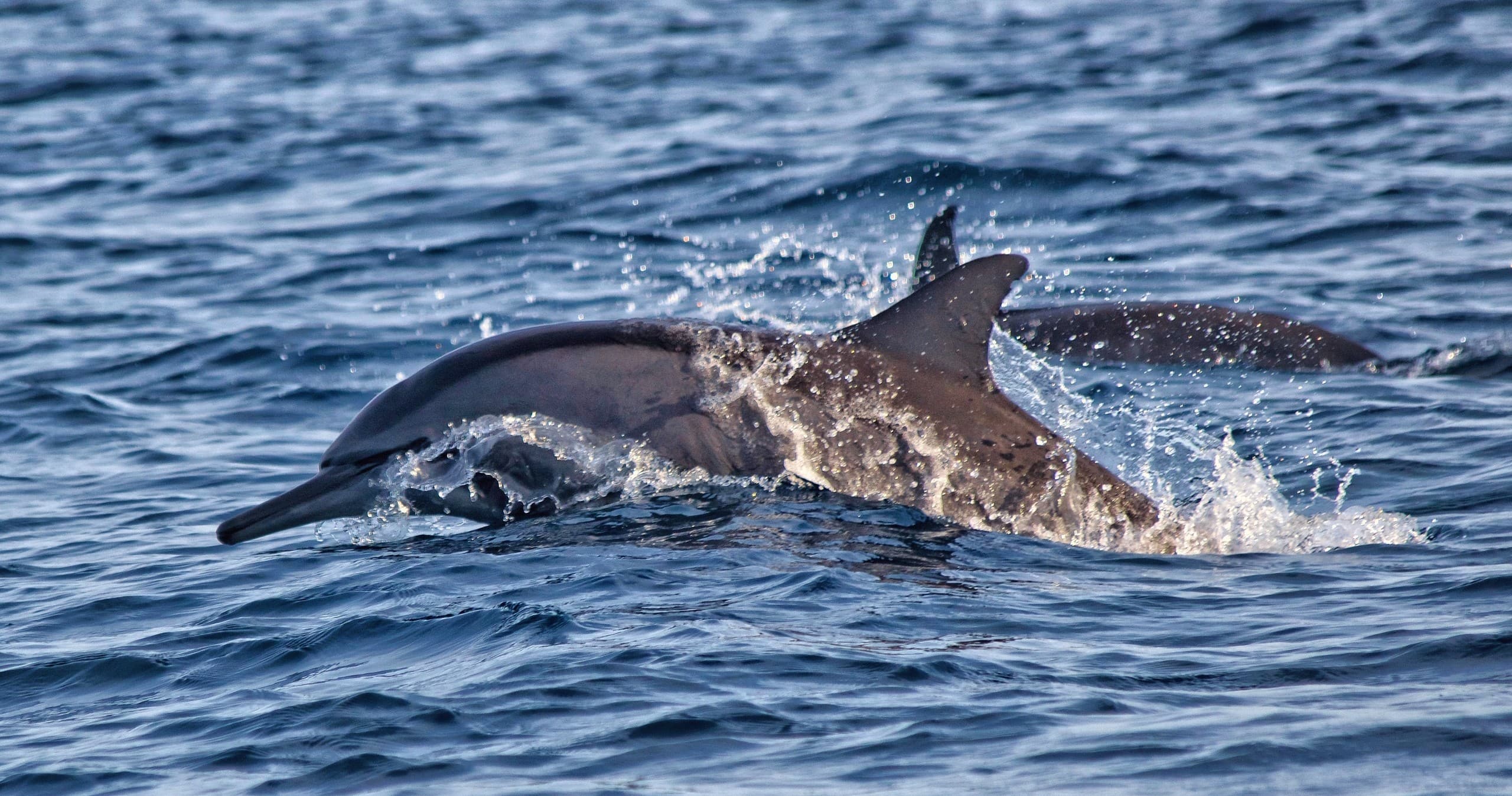 Dolphins breaching in Gulf waters during Galveston fishing charter