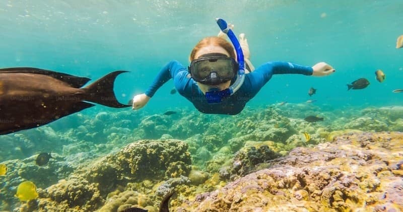 Snorkeling & Marine Animal Excursion in Kailua-Kona