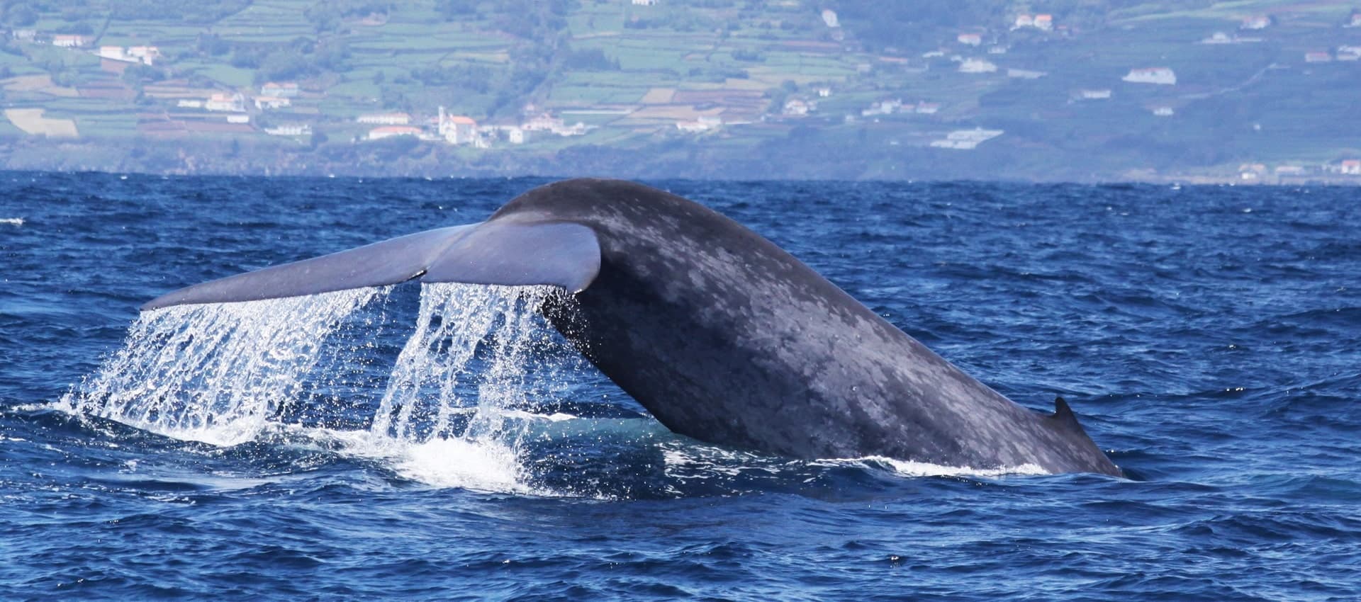 Train as a Whale Conservationist: Citizen Science Course in Horta, Azores