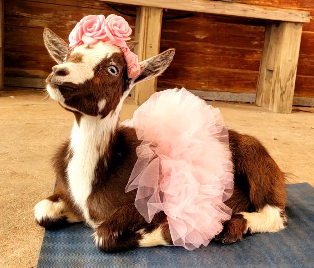 Goat Yoga and Mimosas in Brookshire, Texas