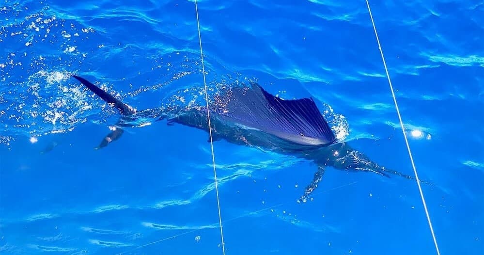 Sailfish breaching near boat in vivid blue open ocean fight
