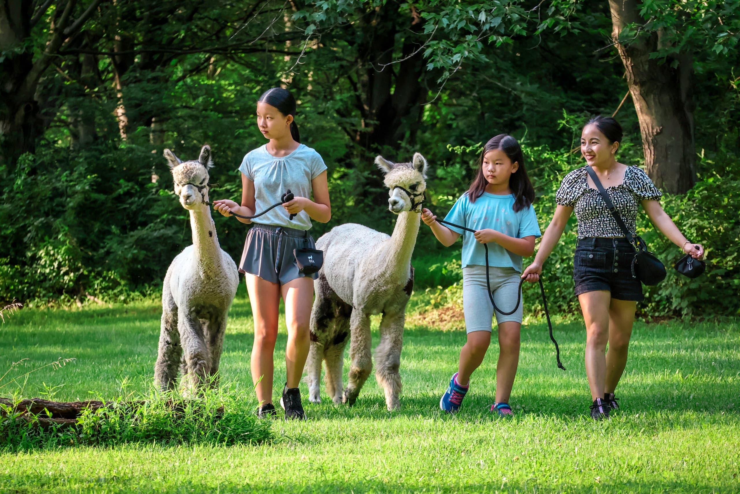 Alpaca Walks in Finksburg, Maryland: A Unique Woodland Adventure