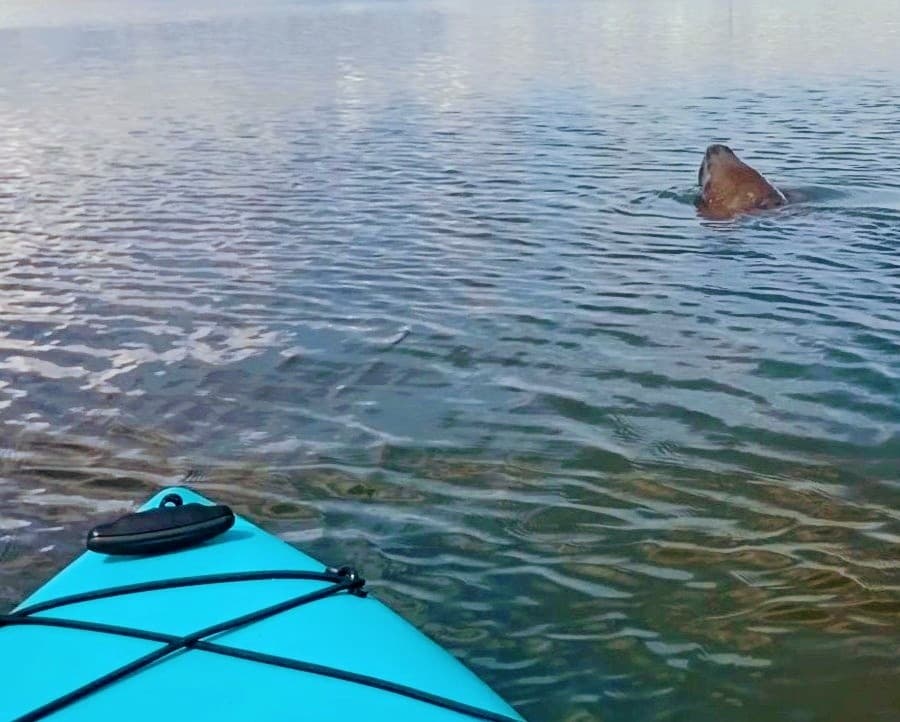 Lagoon School: Hands-On Paddling and Coastal Skills on Merritt Island Lagoon photo 2
