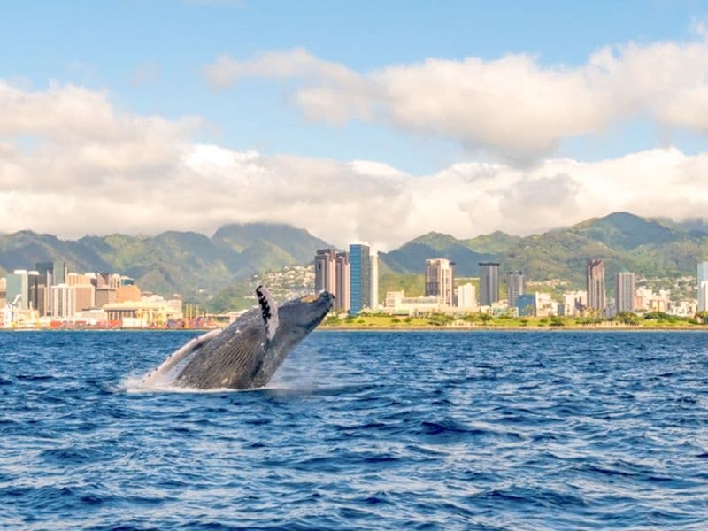 Oahu Whale Watching Adventure: Waikiki Catamaran Humpback Cruises (Dec 15–Apr 15) photo 3