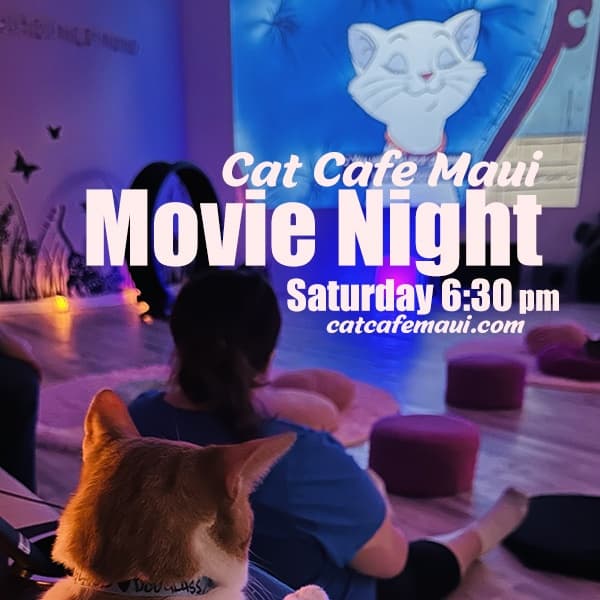 Audience watching movie night with cat in cozy Cat Cafe Maui interior