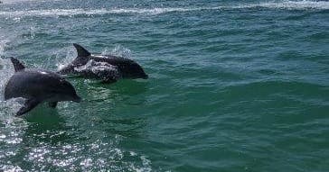 Group of dolphins surfing bow waves in turquoise coastal water