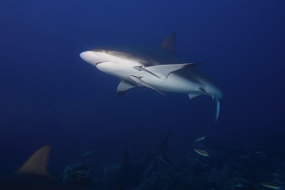 Reef shark swimming in deep blue ocean during scuba dive