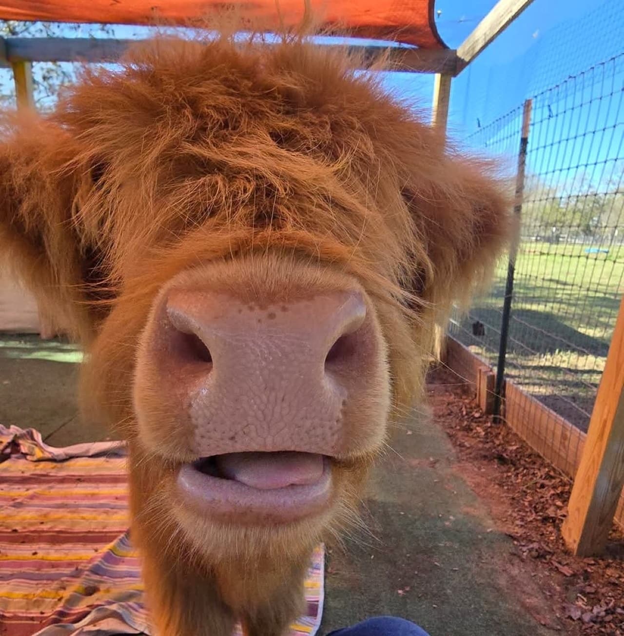 Mini Cow Cuddles & VIP Farm Tour at Rose Therapeutic Farm