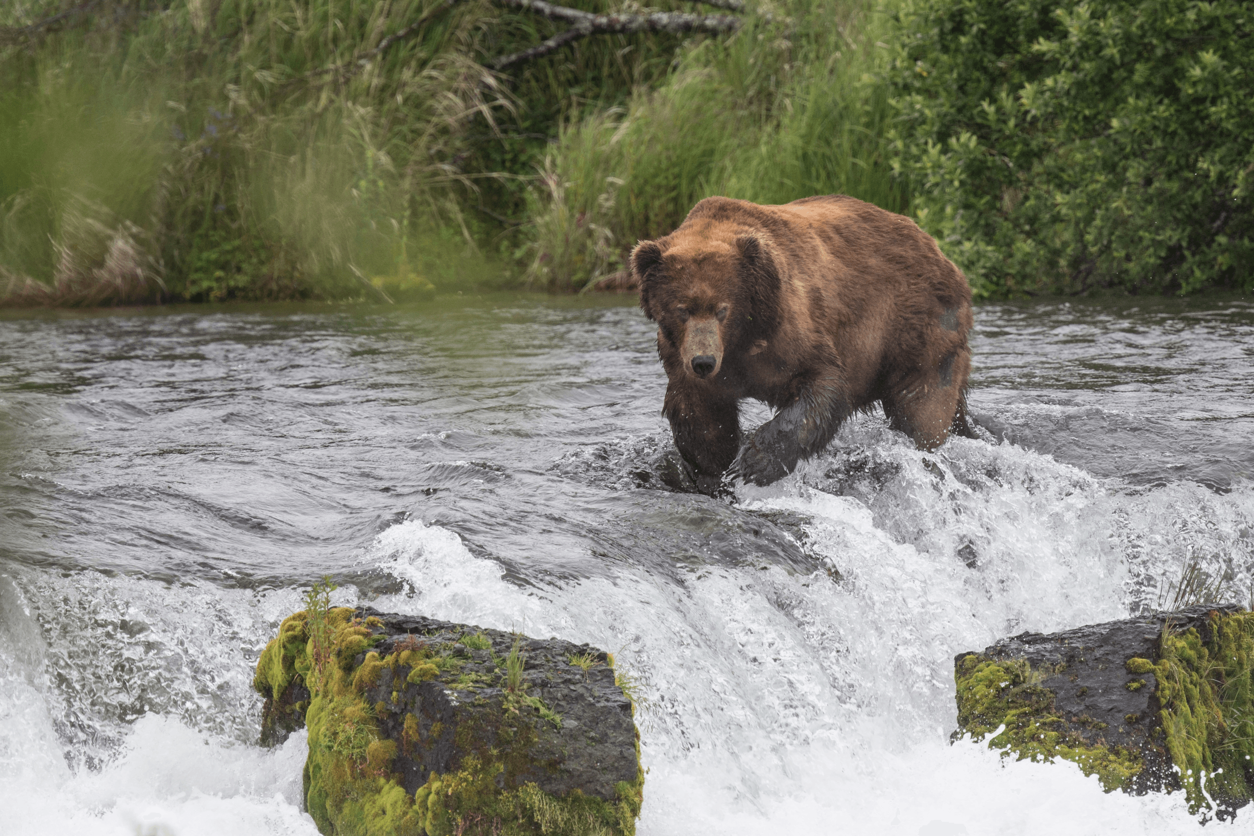 Wildlife Land Tour with Gee Sta Hun Tours in Hoonah, Alaska