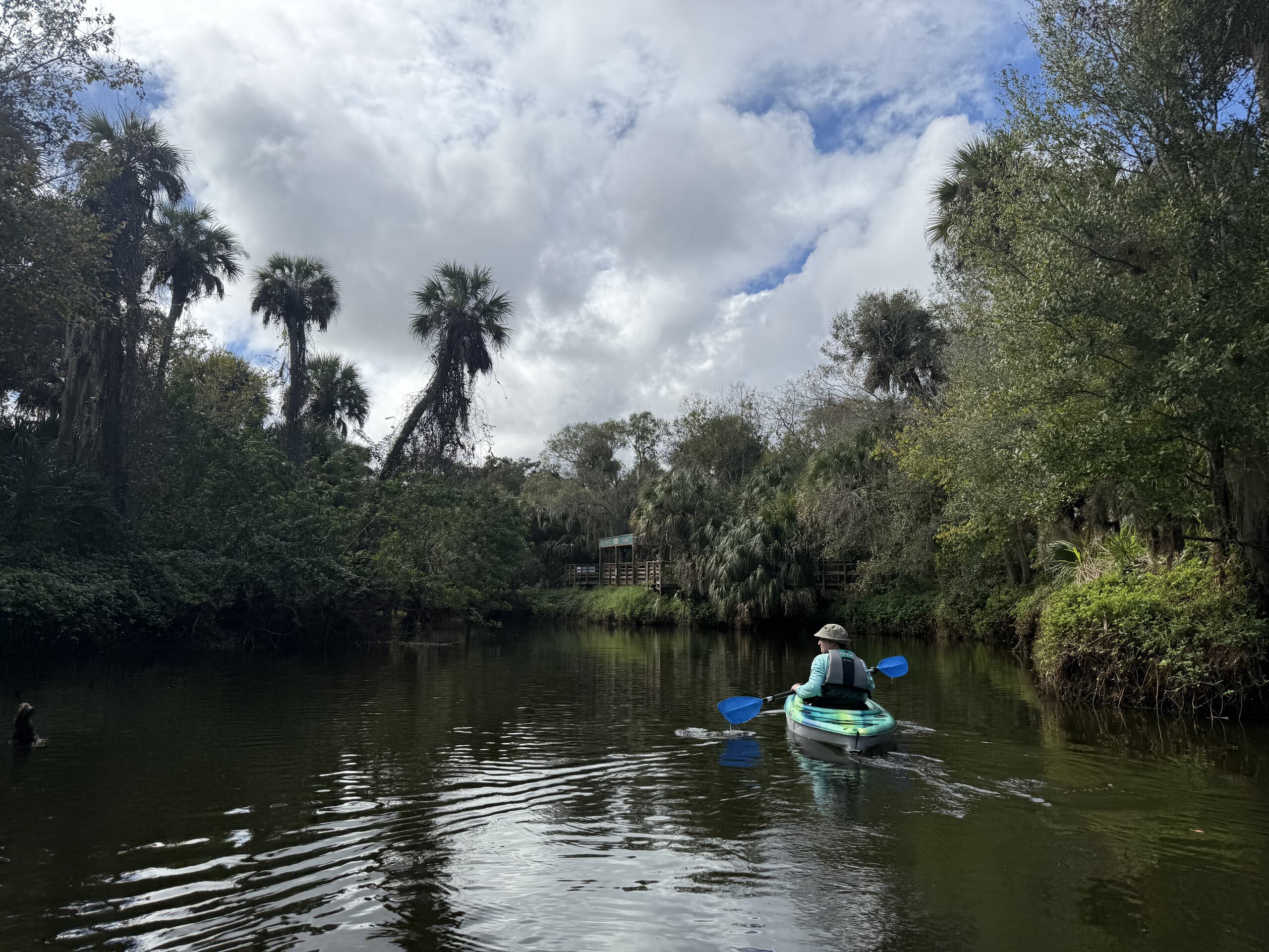 Paddle Turkey Creek: 90-Minute Kayak Tour with Manatees in Palm Bay