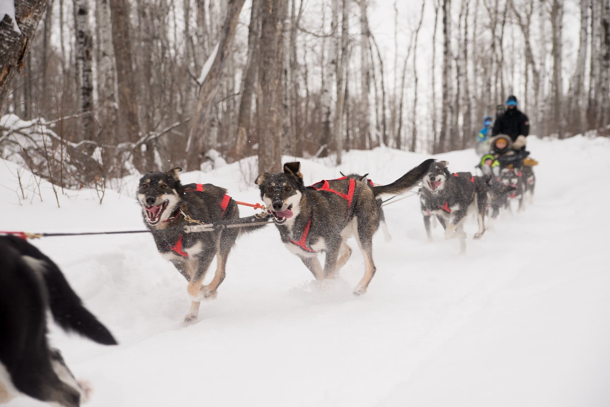 Campbell's Racing Sled Dogs fleet