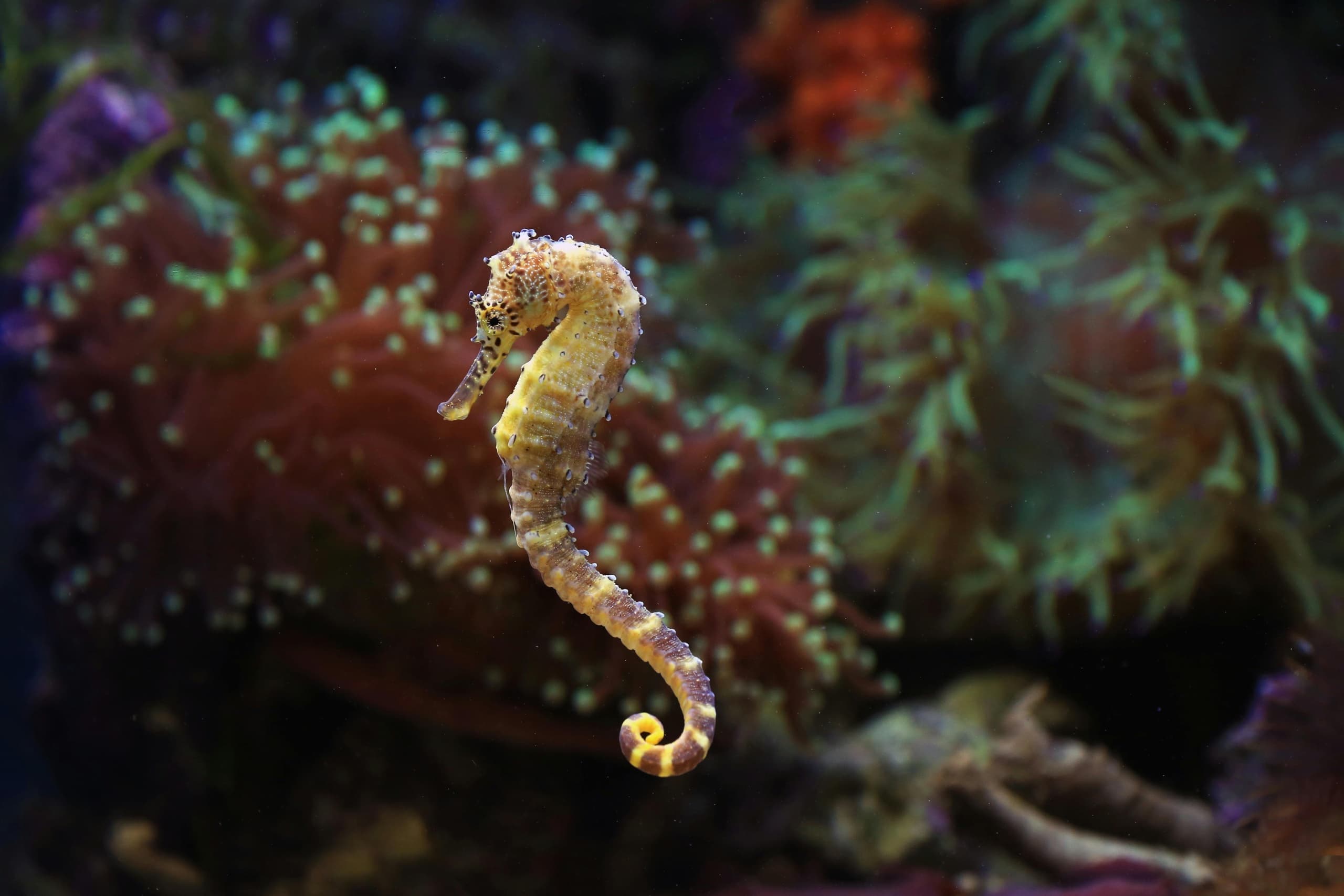 Seahorse-Spotting-in-Ria-Formosa-A-Gentle-Boat-and-Snorkel-Tour-from-Olhao