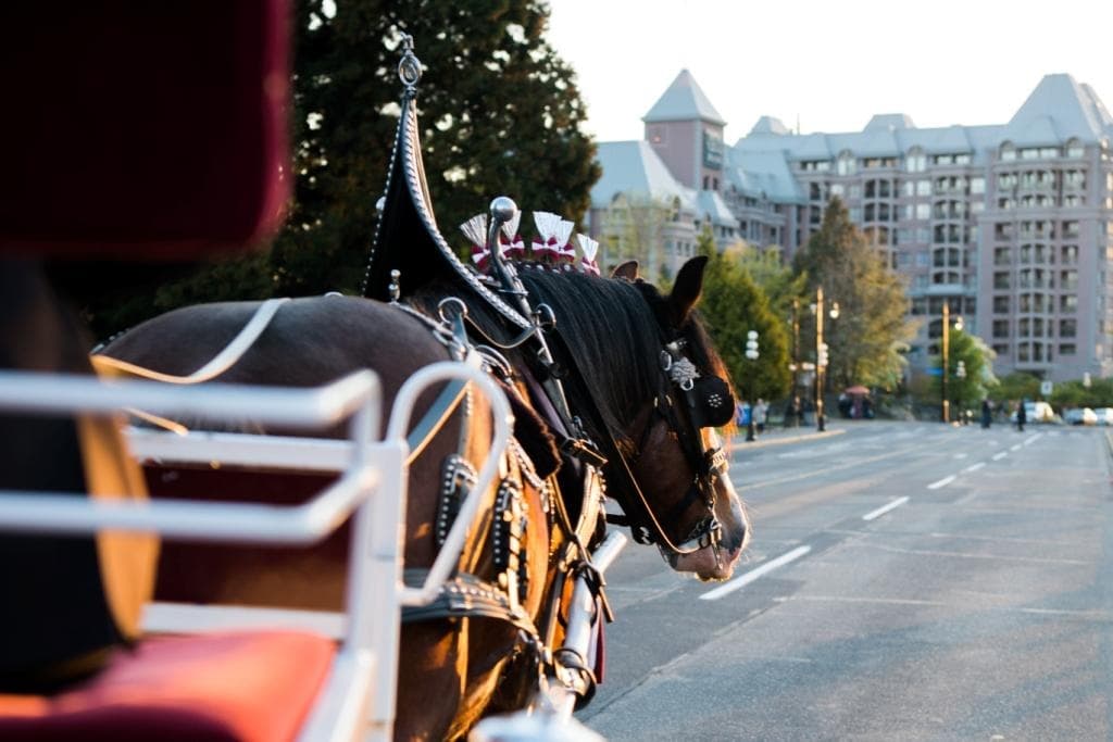 Close-up of carriage horse on city street with hotel skyline