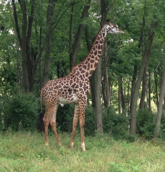 Ohio Safari and Big Muskie Bucket Tour from Mount Vernon to The Wilds