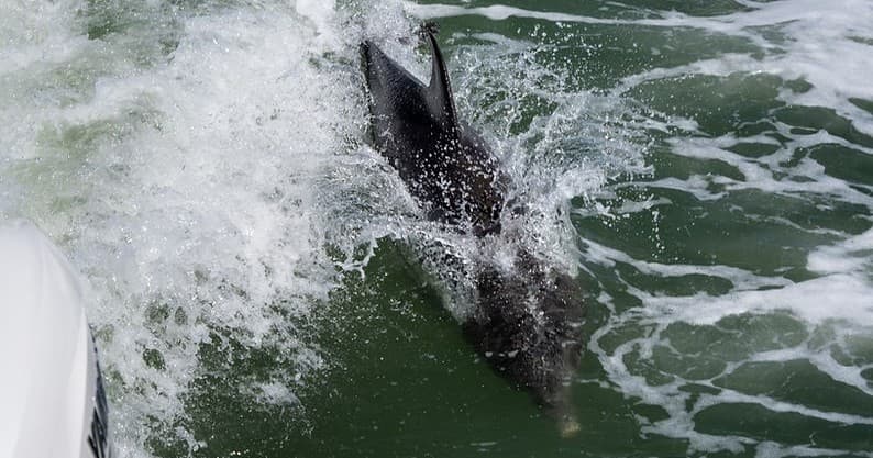 Private Dolphin Watching, Shelling & Coastal Cruise in Naples, Florida