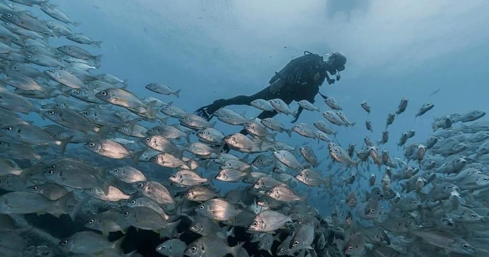 Underwater diver photographing a dense baitball of fish on reef