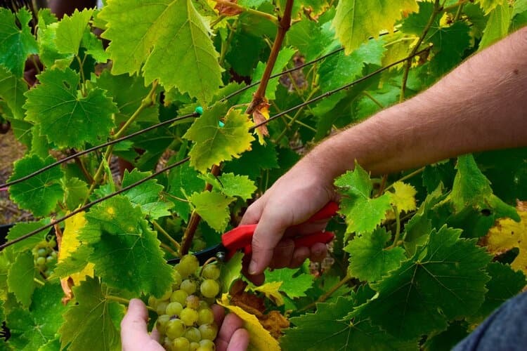 Grape Harvest Adventure with Vynea in Douro Valley