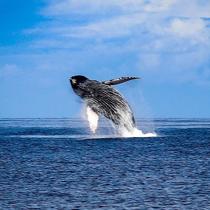 Humpback whale leaping near Kona waters on whale watch