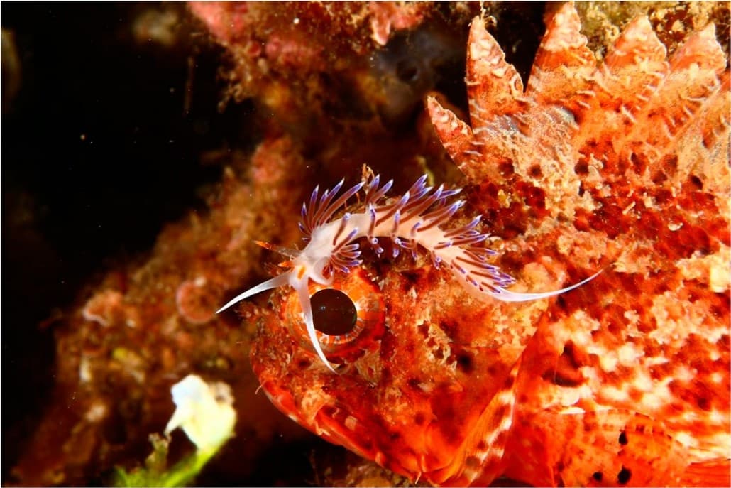 Diving Adventure at Nautic Parc Costa Daurada in Terres De L’Ebre