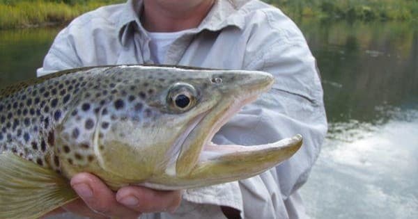 Close-up brown trout held over riverbank during fly fishing