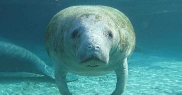 Private Manatee Tour | Private in Crystal River, Florida photo 1