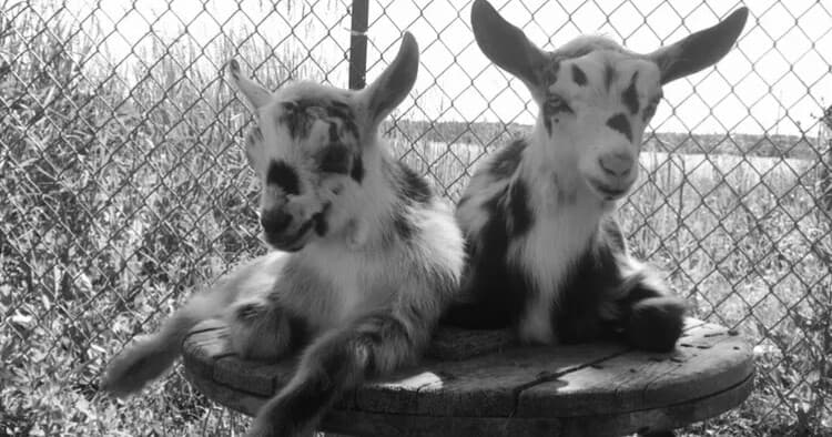 Private Snouts & Snuggles — Exclusive Hands-On Farm Visit in Martintown, ON