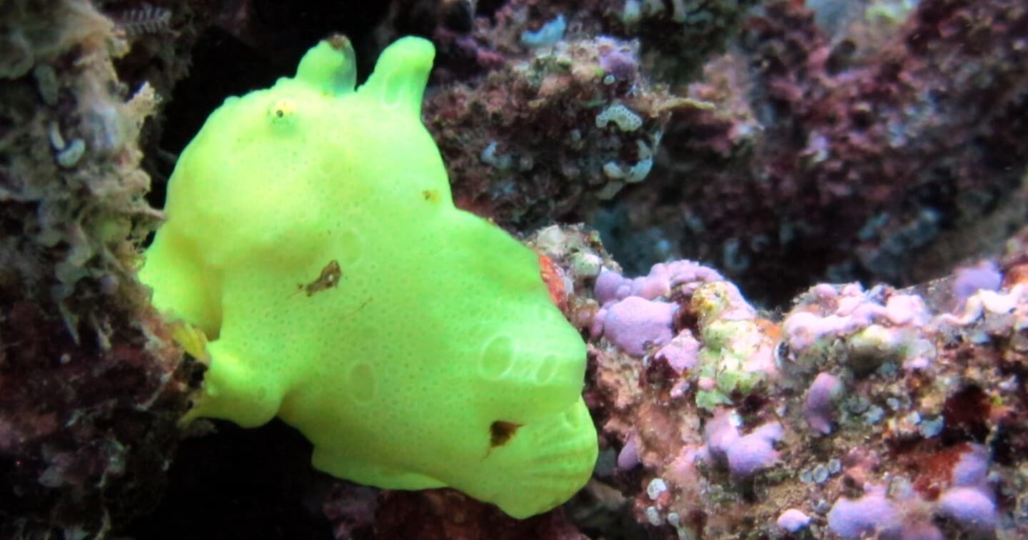 Night Shore Diving at Koloa Landing with Makana O Kauai