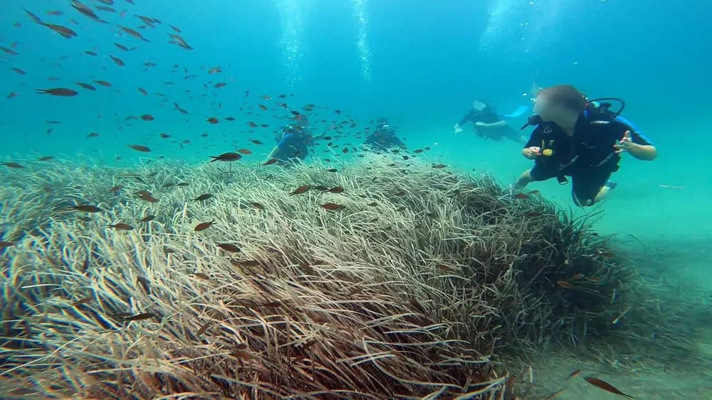 Discover Scuba Diving in Nea Makri: Beginner Aegean Dives Near Athens photo 2