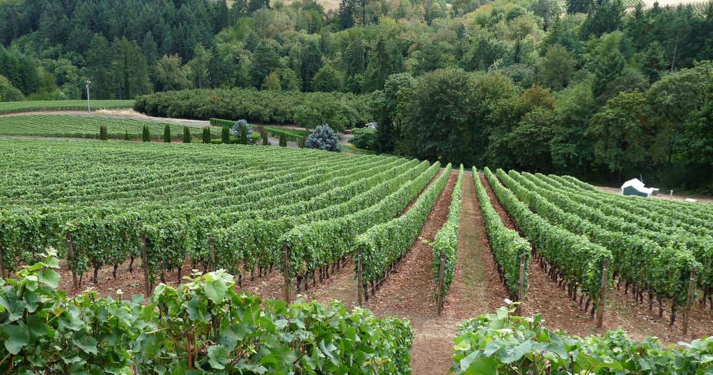 Neat vineyard rows framed by green hills, panoramic tasting setting