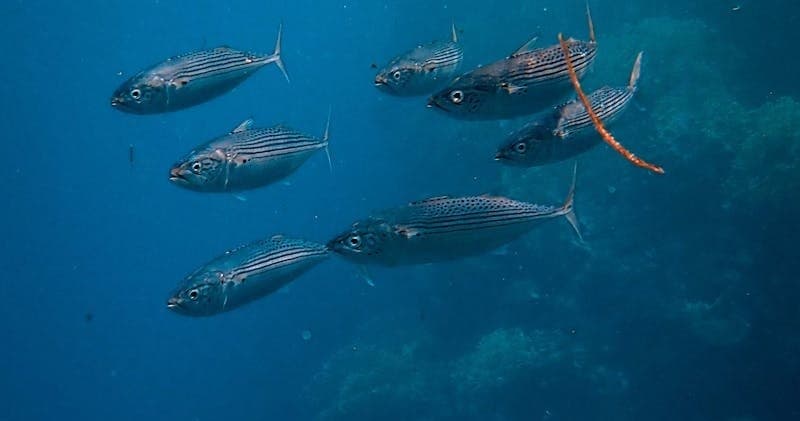 Snorkeling Ancient Relics with Bimini Island Tours