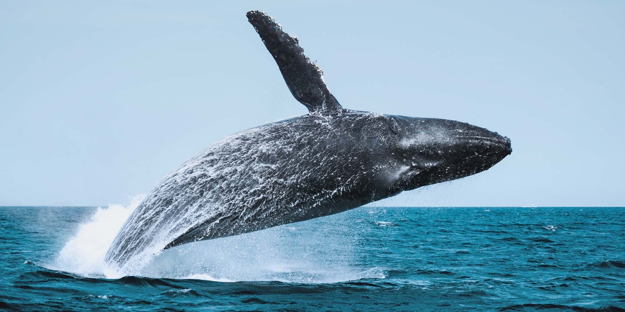 Whale Watching Adventures with SeeCreatures Cabo in Baja