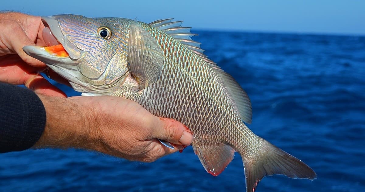 Angler holding snapper on blue ocean during offshore fishing