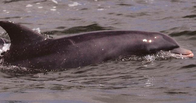 Bottlenose dolphin surfacing in calm coastal waters, wildlife encounter