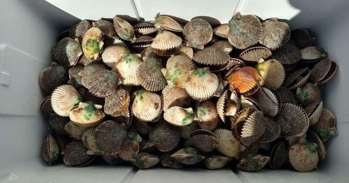 Scalloping Tours with Conchy Charters in Crystal River, FL