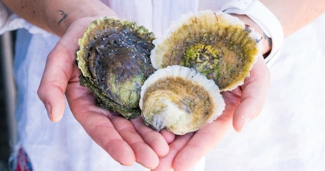 Tumby Bay Oyster Reef Restoration: Hands-On Conservation Near Port Lincoln