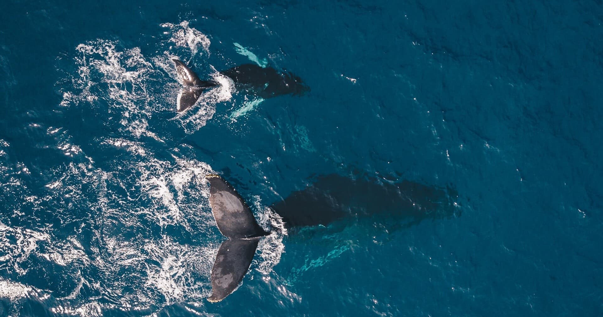 Marine Wildlife Encounters with Madeira Happy Tours in Funchal